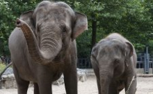 Dierentuin Artis